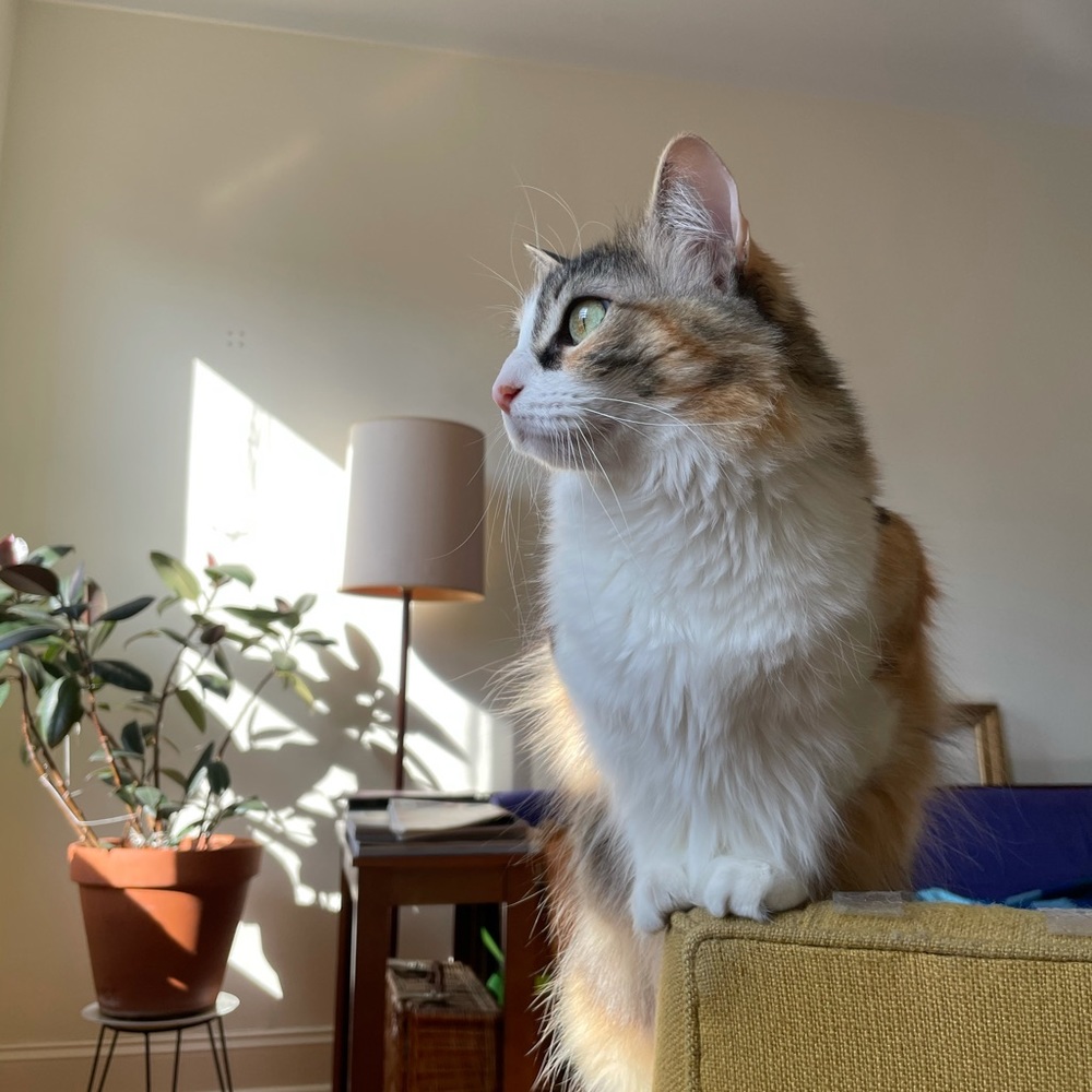 Meet your Posher, Rémi